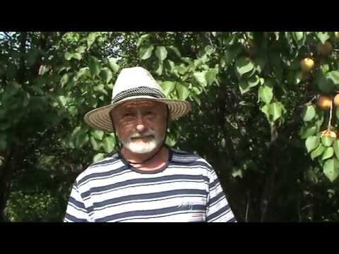 Абрикос Левицкого