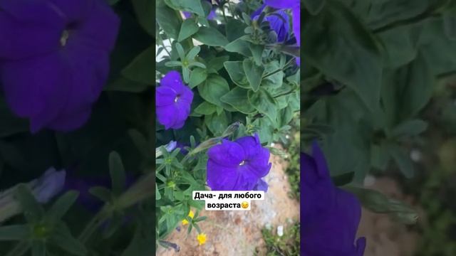 ?ДАЧА-ДЛЯ КАКОГО ВОЗРАСТА? #дача #огород #сад #garden #деревня #дом #юмор #дачник #shorts #short #я смотреть онлайн