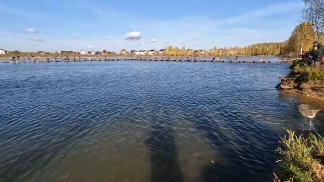 Ловля ПРУДОВОЙ ФОРЕЛИ большой компанией В ТРИАЛЕ! смотреть онлайн