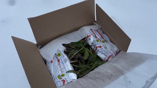 Сохранение новых растений в сугробе. Морозники из Подворья смотреть онлайн