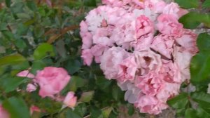 11 июля 2023 г. Цветение молодой розы сорта Джеки Фаворит. Роза - прелесть, нежность.