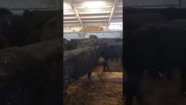 Быки с откорма Абердин Ангус. Продажа КРС породы Абердин Ангус в России. смотреть онлайн