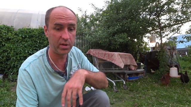Курица села на яйца, что делать??? Как отучить наседку высиживать яйца. смотреть онлайн