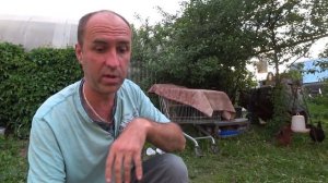 Курица села на яйца, что делать??? Как отучить наседку высиживать яйца.