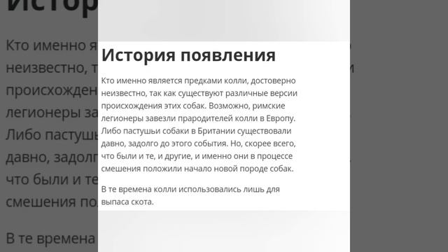 Все о шотландской овчарке/ поведение/ характер/ внешность смотреть онлайн