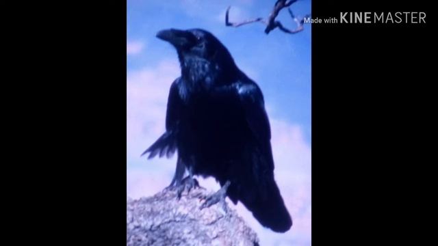 Эдгар Аллан По—Ворон смотреть онлайн