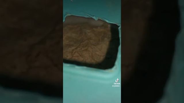 Кормление Горошка. Кажется ещё будет кладка.