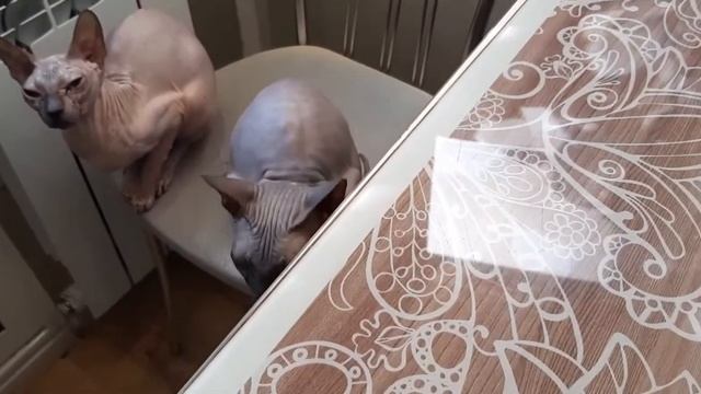 КАРТОФАН С КУРОЧКОЙ И КУПАТАМИ.