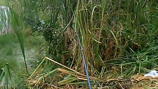 Карповая рыбалка.Катушка Queen 3000. смотреть онлайн