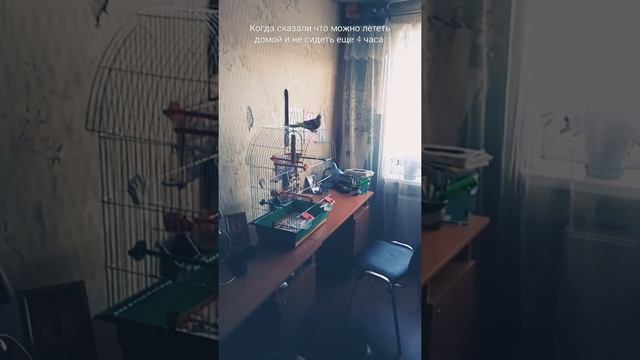 Когда можно пораньше уйти со школы домой #shorts #попугай смотреть онлайн