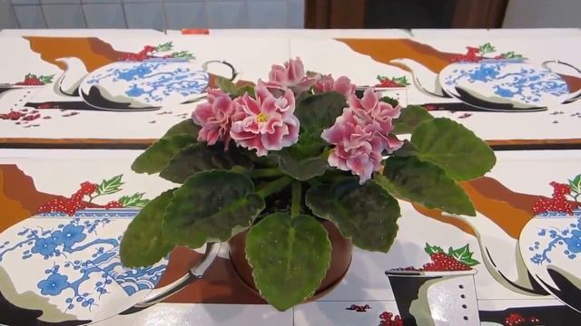Цветы. Узамбарская Фиалка "Морозная Вишня" | Flowers. Uzambara Violet "Frosty Cherry" - 2 смотреть онлайн