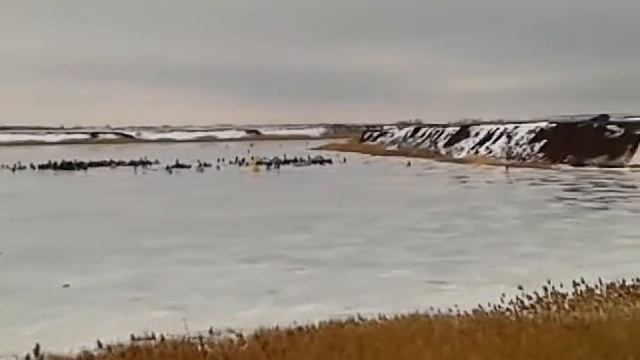 п.Чкаловское р.Тарлыковка смотреть онлайн