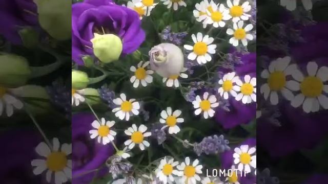 Цветочные композиции? смотреть онлайн