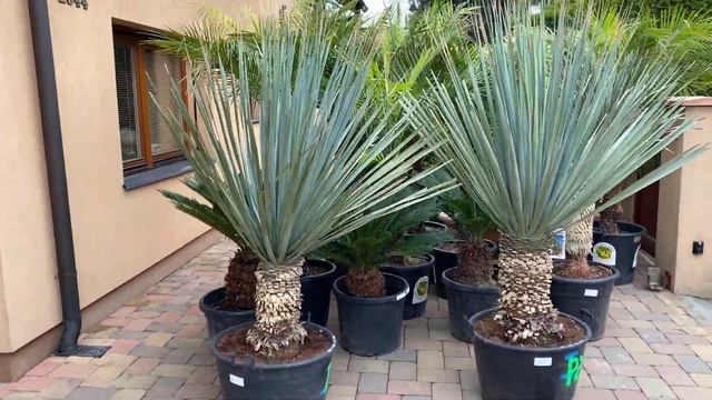 Palmy A Zahrady - Nolina Nelsonii - 13.5.2020 - Tropical Garden Centre - Czech Republic