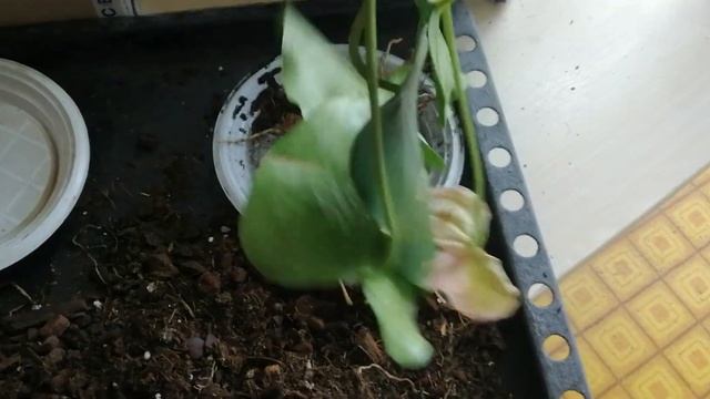 Антуриум, получение деленок, состояние и реанимирование. смотреть онлайн