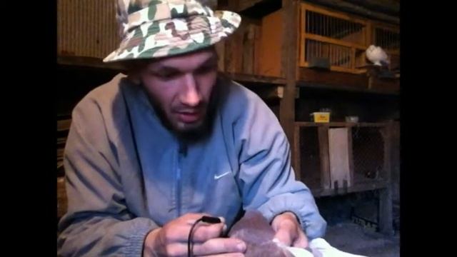 Разный цвет глаз голубя. бойные голуби. гетерохромия смотреть онлайн