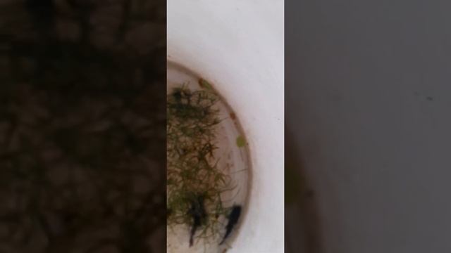 Коридорас венесуэла блэк смотреть онлайн
