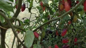 Кумкват розовый опал или "мечта идиота" .20 августа. Ленинградская область