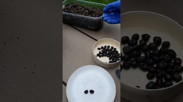 Древовидные пионы. Как вырастить из семян.