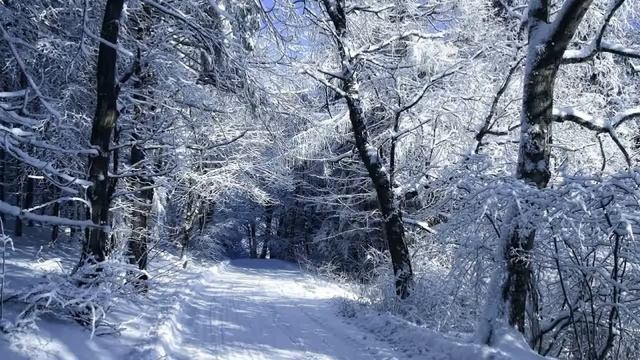 Картинка зима. Дорога, деревья, снег | Picture winter. Road, trees, snow смотреть онлайн