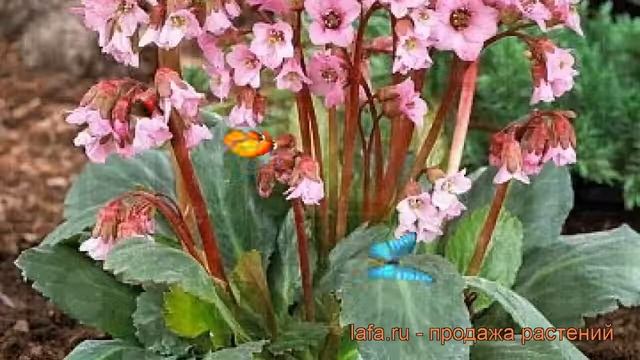 Бадан гибридный Рози Раффлс ? обзор: как сажать, саженцы бадана Рози Раффлс смотреть онлайн