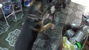 PASTOR ALEMÁN (WOLF) VS PITBULL BLUE (SAM) - WOLF D3ATH