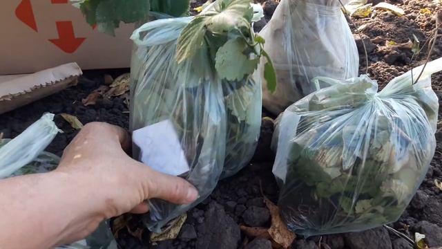 купить саженцы Клубники Русановка, Вебенил//купить саженцы малина Краса России смотреть онлайн