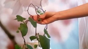 Киви Как вырастить  дома из семян  как выглядит киви kiwi Посадка Actinidia deliciosa Planch