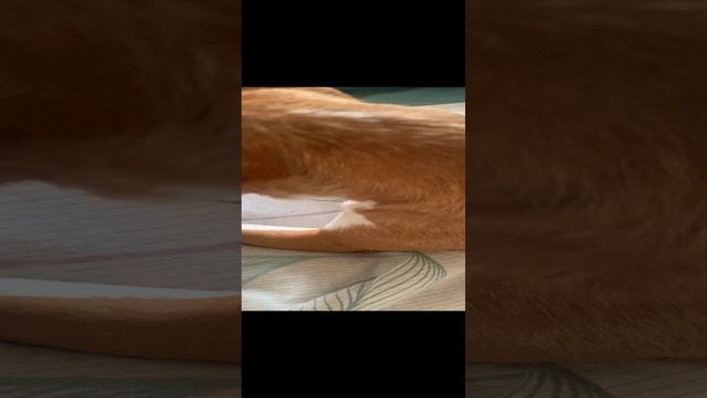 Вася и Салли утка без перьев