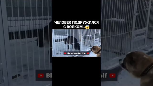 ЧЕЛОВЕК ПОДРУЖИЛСЯ С ВОЛКОМ..😱 смотреть онлайн