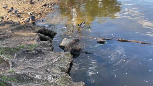 Болотный бобер, он же нутрия смотреть онлайн