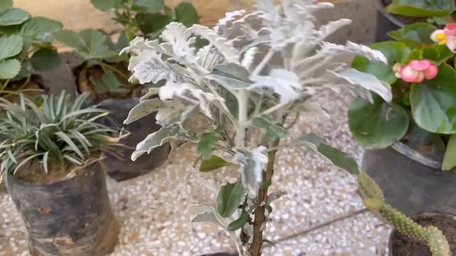 Plants shopping in patiala || February purchase|| Seasonal , perennial plants for home смотреть онлайн