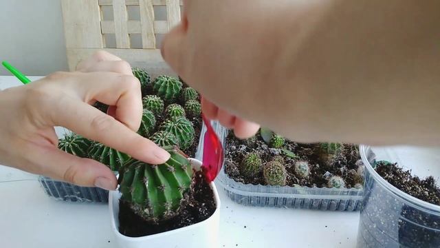 ?Как пересадить кактус? Рассаживаем детки кактусов смотреть онлайн