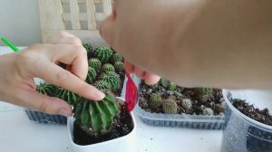 ?Как пересадить кактус? Рассаживаем детки кактусов