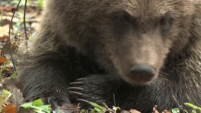 Как медведи готовятся к зимней спячке смотреть онлайн