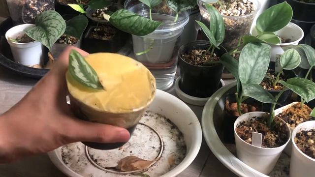 Unboxing Plant | Scindapsus Silver Princess Indonesia ในไทยหายากมาก #scindapsus #scindapsuslover