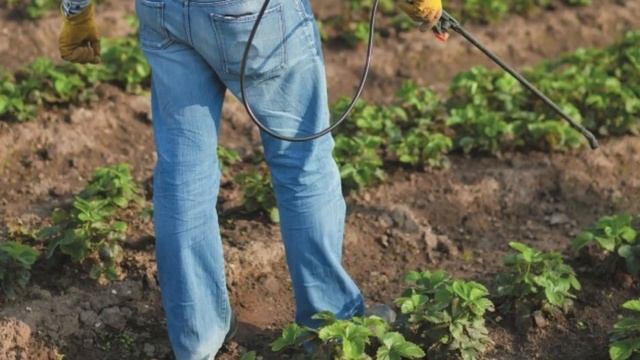 СУПЕР СРЕДСТВО ДЛЯ УРОЖАЯ КЛУБНИКИ! Чем подкормить клубнику для получения хорошего урожая. смотреть онлайн