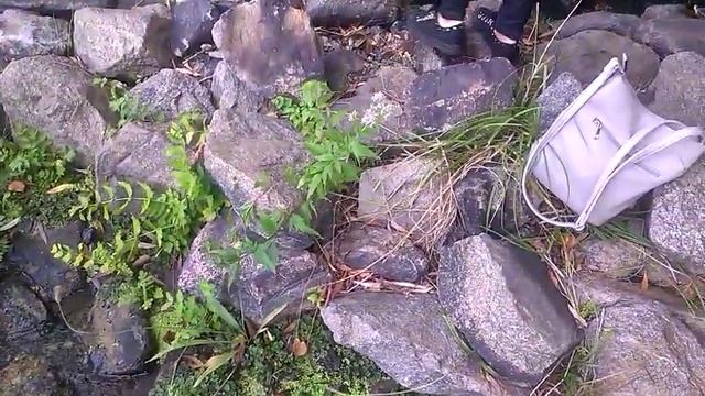 Ряска для рыбок в аквариум .Цветёт Днепр . смотреть онлайн