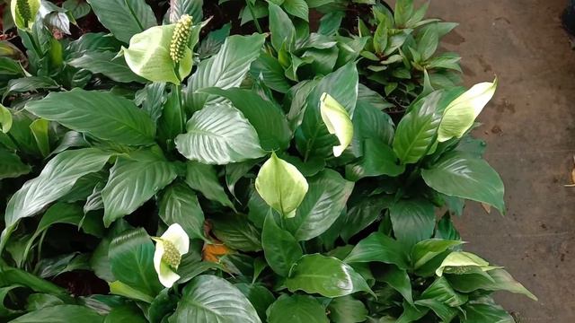 Spathiphyllum, The peace lily, the spathe flower or white sails plant. смотреть онлайн