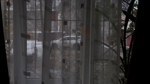Большие синицы воруют датчик термометра смотреть онлайн