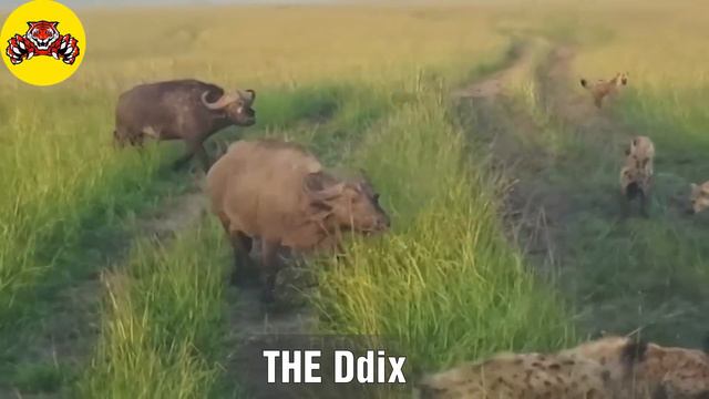 Lions and hyenas are fearsome predators/Animal world p1 смотреть онлайн