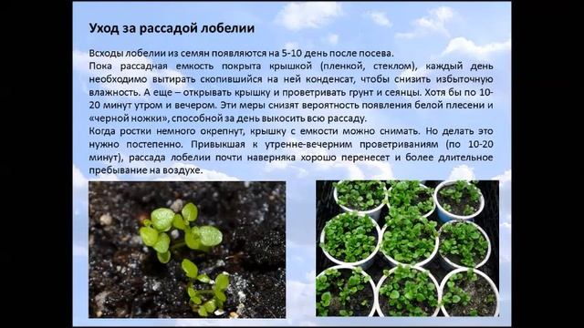 Лобелия. Цветы на балконе. смотреть онлайн