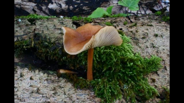 Gymnopus erythropus смотреть онлайн