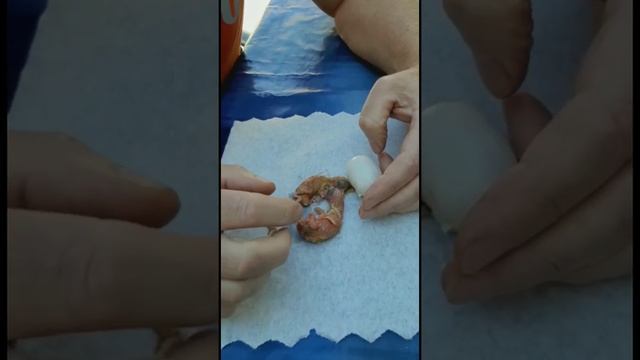 Из одного яйца вылупились 2 птенца! Тройняшки! Tauben. Pigeons