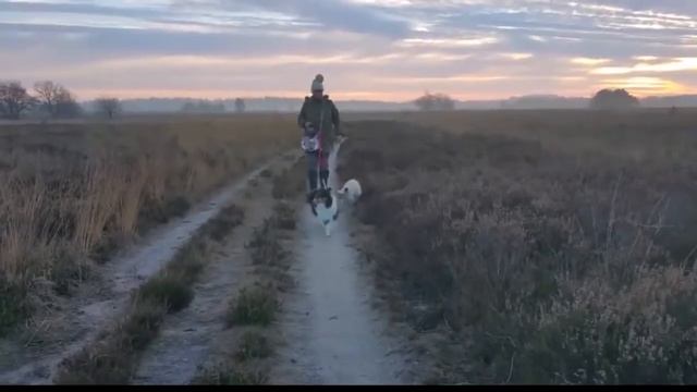 Поводок для 2 собак смотреть онлайн