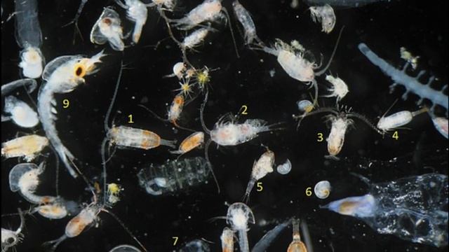 Facts: The Deep-Sea Crown Jellyfish (Atolla) смотреть онлайн