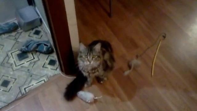 мейнкун смотреть онлайн