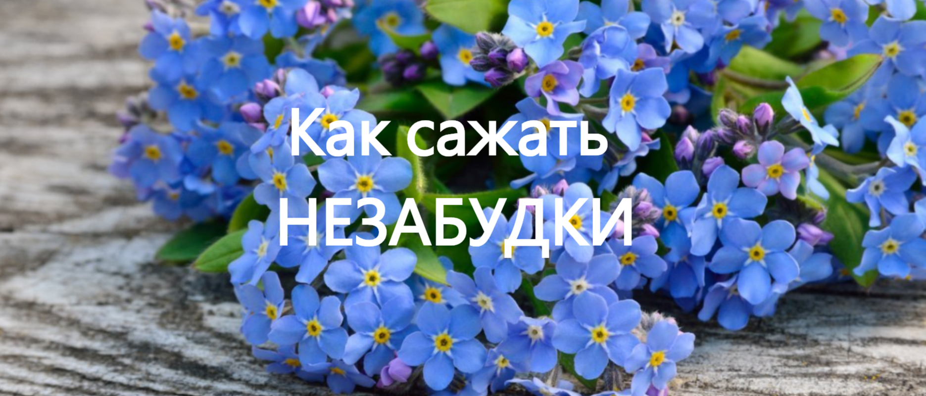 Как сажать незабудки. Выращиваем незабудки из семян на рассаду. смотреть онлайн