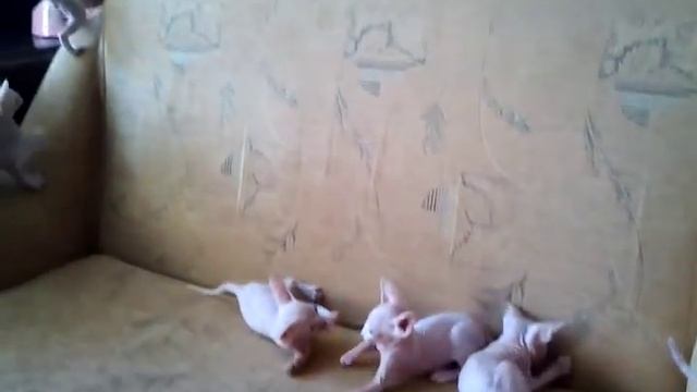 Котята канадский сфинкс. 1, 5 месяца. смотреть онлайн
