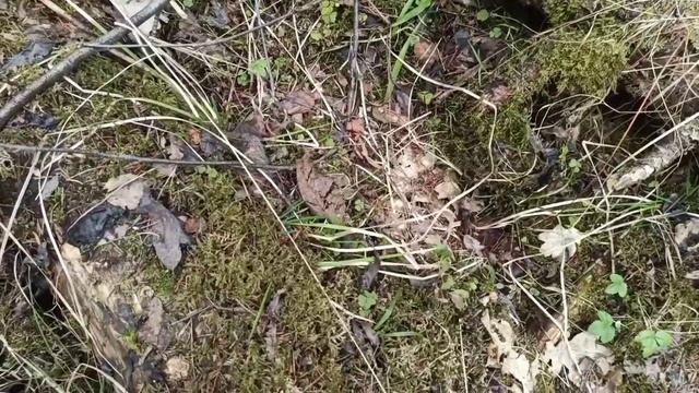 Мох сфагнум - незаменимый помощник при размножении лилий. смотреть онлайн